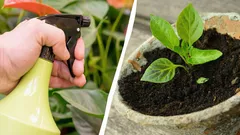 Miksi kokeneet puutarhurit ruiskuttavat taimia maidolla: tässä on sen hyöty