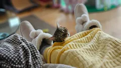 Kuinka ymmärtää, että kissa rakastaa sinua: asiantuntija mainitsi merkit, jotka sulattavat sydämen