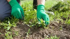 Moni nyppii sitä turhaan – tämä kasvi ei ole rikkaruoho, vaan korvaamaton apuri puutarhassa