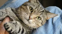 Mistä tietää, että kissa kunnioittaa omistajaansa – 7 tärkeää merkkiä auktoriteetin tunnustamisesta