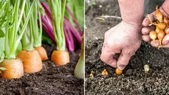 Miksi sipuli kannattaa istuttaa porkkanan viereen: vinkki kaikille puutarhureille