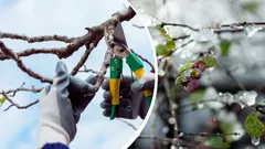 Ne eivät välttämättä selviä siitä: Puutarhuri nimesi kasvit, joita ei missään nimessä pidä leikata talvella