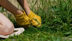 Ei rikkaruoho vaan timantti: tämä kasvi heitetään pois, vaikka se kätkee sisäänsä suurta hyötyä