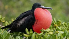 Tämä lintu pystyy nukkumaan lennon aikana: biologin mukaan näin se onnistuu