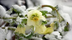 Kauneimmat perennat: kukkivat ilman hoitoa ja koristavat puutarhaa pakkasiin asti