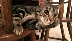 Mitä kissat oikeasti ajattelevat: eläintieteilijä paljasti jokaisen viiksiniekan päivän suunnitelman