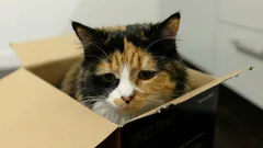 Miten tunnistaa, että kissa on surullinen: asiantuntijat listasivat kuusi merkkiä